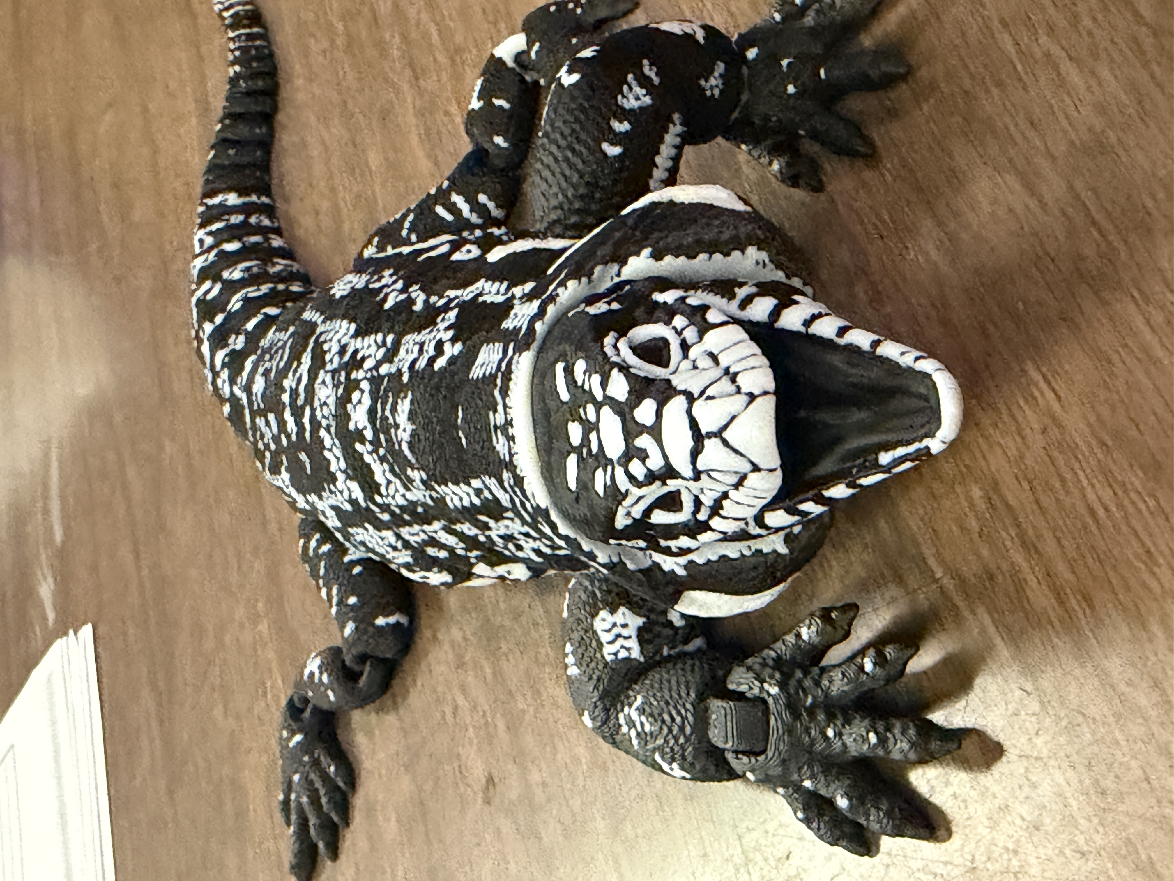 Articulated Gila Monster
